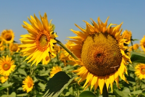 1296267_sunflower_again