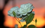 1342855_sunset_rose