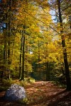 1368876_autumnal_golden_beech_forest