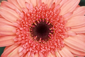 1343605_pink_daisy_flower