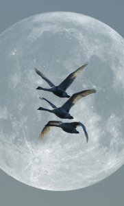1377437_moon_geese