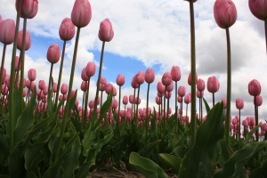 1388468_long_stem_tulips