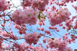 1387466_the_beauty_of_cherry_blossoms