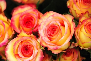 1390282_roses_2